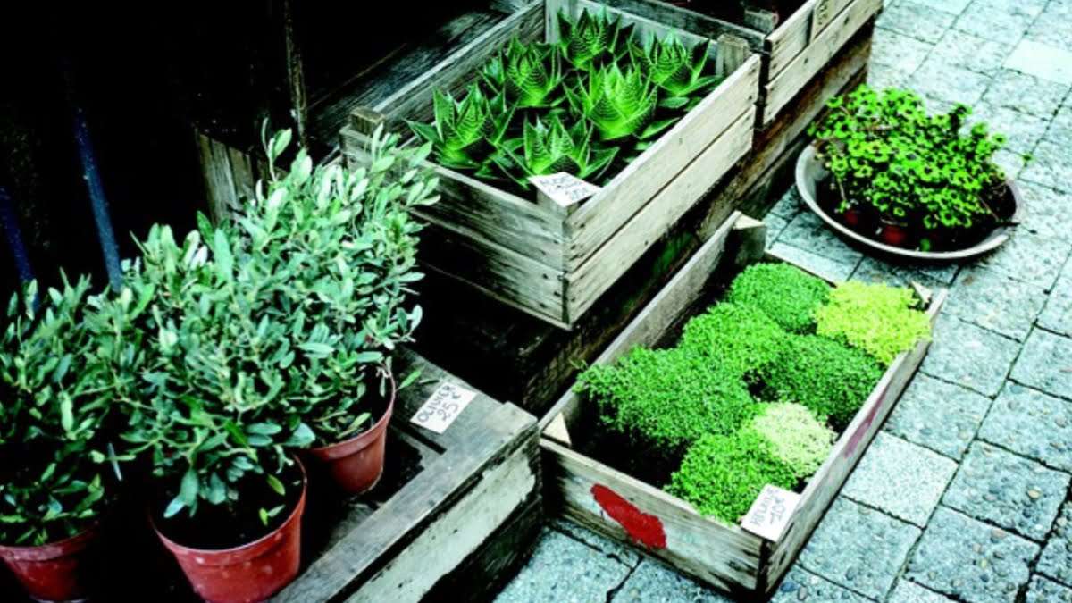 āĻŦāĻŋāύāĻŋā§ā§āĻ āĻāĻžā§āĻžāĻ āϏā§āϰāĻž ā§§ā§ĻāĻāĻŋ āĻŦā§āϝāĻŦāϏāĻž āĻāĻāĻĄāĻŋā§āĻž āύāĻžāϰā§āϏāĻžāϰāĻŋ āϤā§āϰāĻŋāϰ āĻŦā§āϝāĻŦāϏāĻž