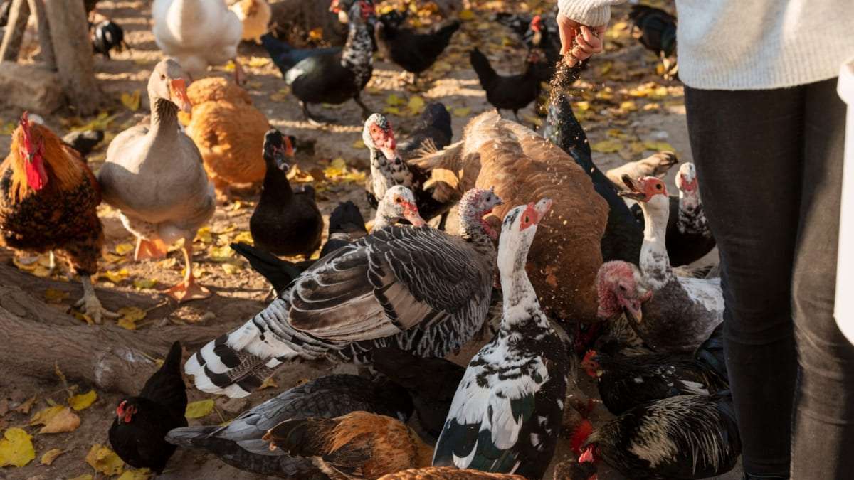 হাঁস মুরগি পালন ব্যবসা আইডিয়া