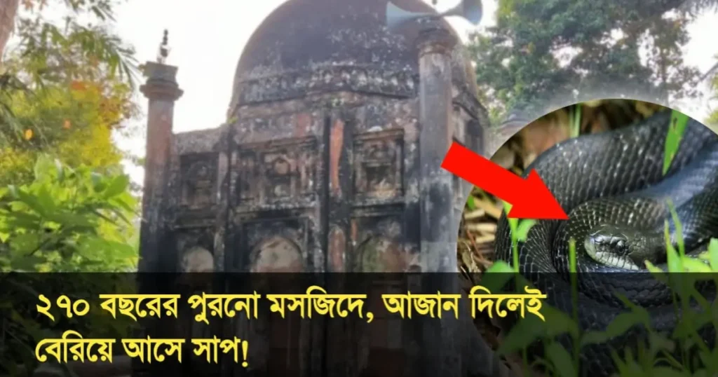 আজান দিলেই রহস্যময় মসজিদ থেকে বেরিয়ে আসে সাপ