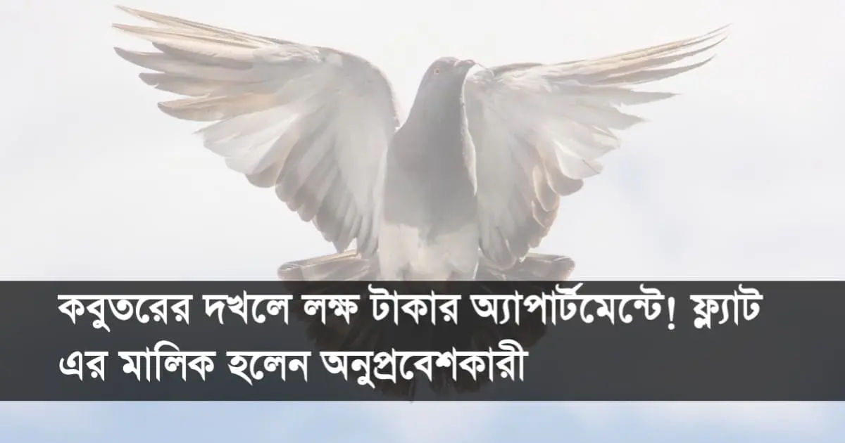 কবুতরের দখলে লক্ষ টাকার অ্যাপার্টমেন্টে