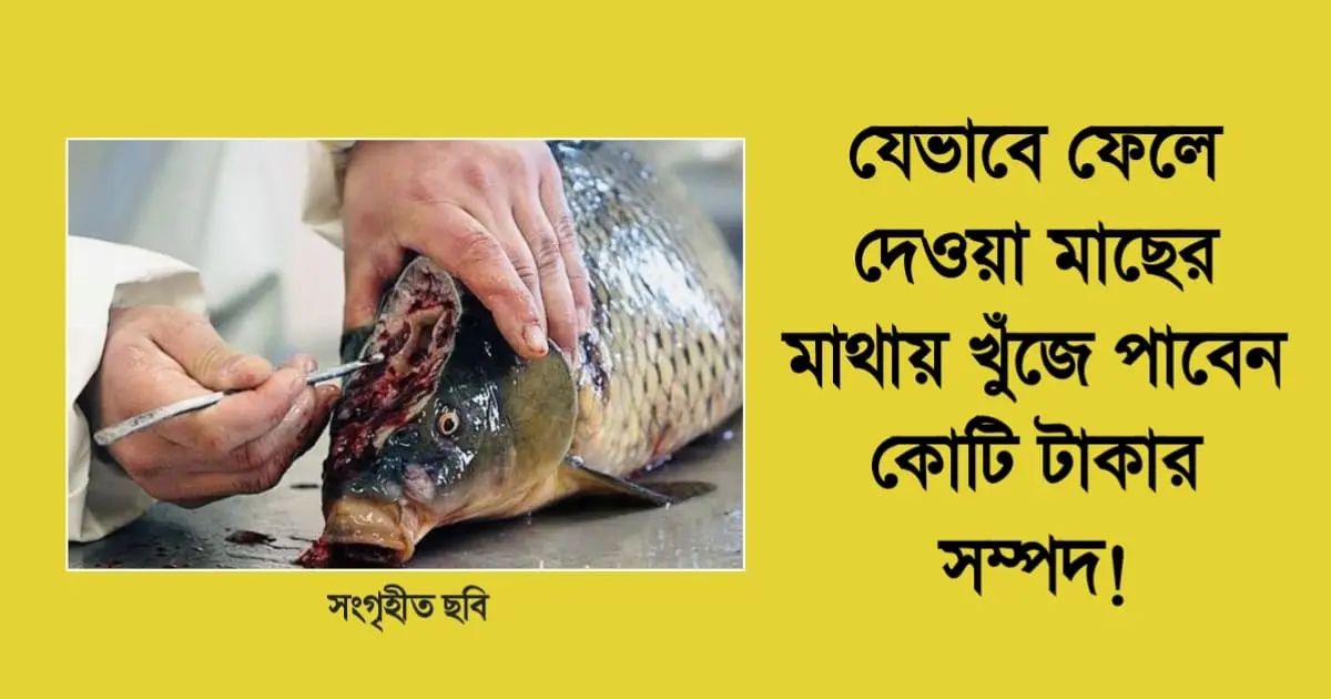 ফেলে দেওয়া মাছের মাথায় মিলছে কোটি টাকার&hellip;