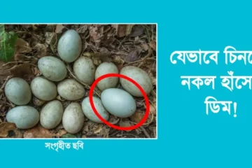 যেভাবে চিনবেন নকল হাঁসের ডিম