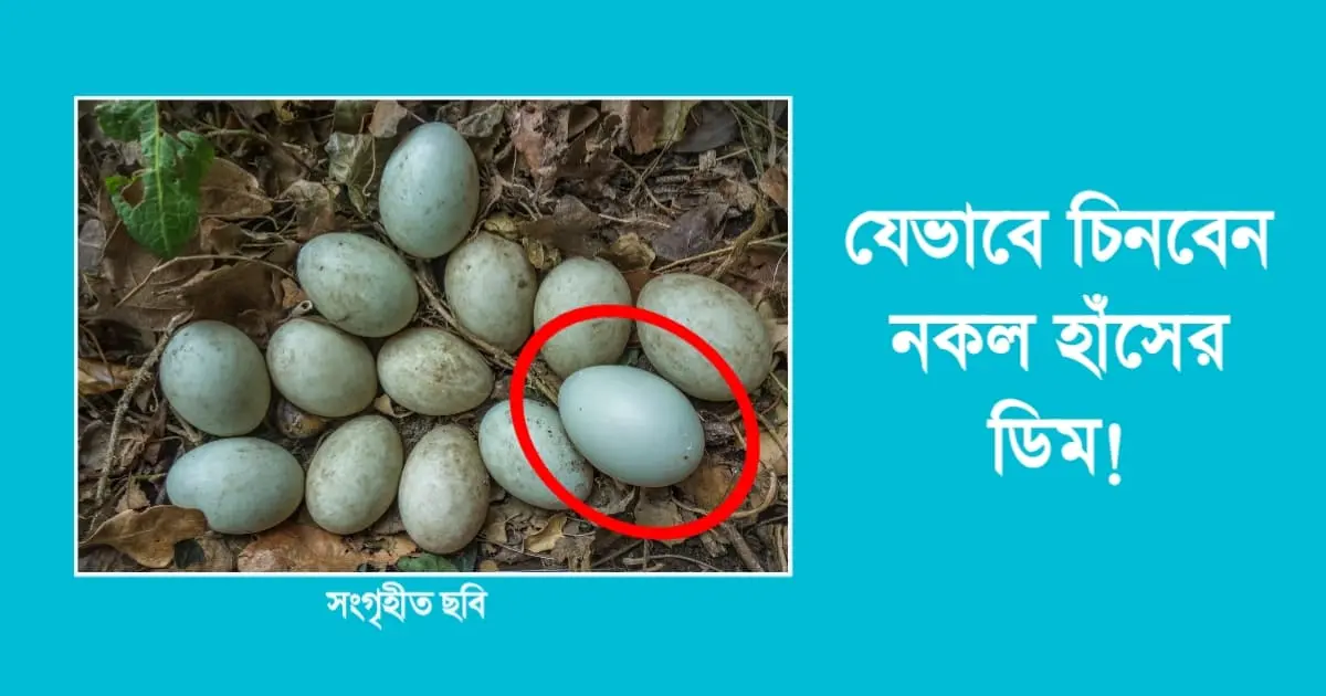 যেভাবে চিনবেন নকল হাঁসের ডিম